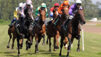 Paardenrace – online energizer